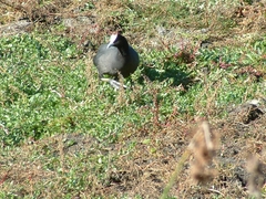 Fulica cristata
