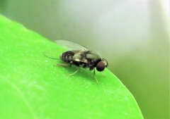 Lindneromyia flavicornis