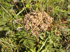 Angelica hendersonii