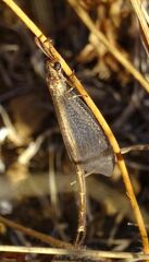 Macronemurus appendiculatus