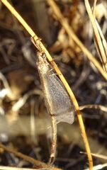 Macronemurus appendiculatus
