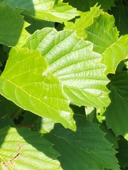 Viburnum
