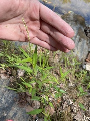 Persicaria punctata