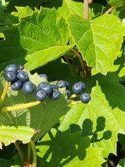 Viburnum