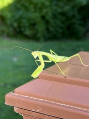Tenodera angustipennis