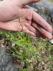 Persicaria punctata