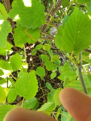 Viburnum