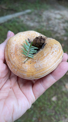 Lactarius deliciosus