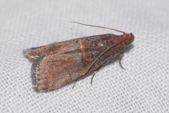 Acrobasis advenella