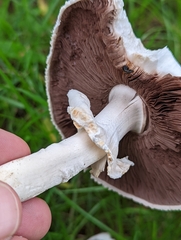Agaricus arvensis