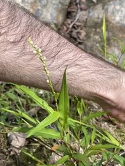 Persicaria punctata