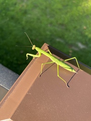 Tenodera angustipennis