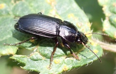 Anisodactylus binotatus