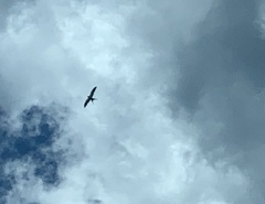 Elanoides forficatus