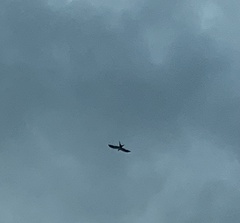 Elanoides forficatus