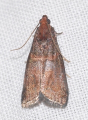 Acrobasis advenella