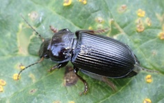 Anisodactylus binotatus