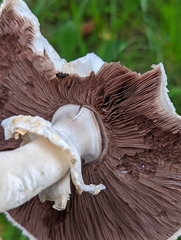 Agaricus arvensis