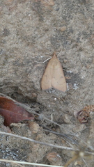 Udea ferrugalis