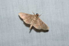 Omiodes tristrialis