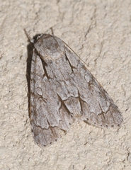 Acronicta psi