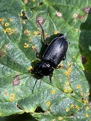 Anisodactylus binotatus