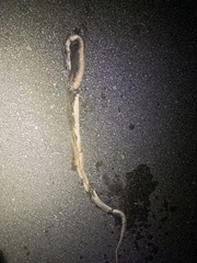 Masticophis flagellum flagellum