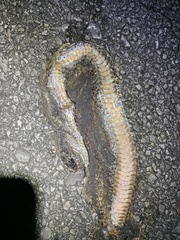 Masticophis flagellum flagellum