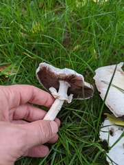Agaricus arvensis