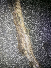 Masticophis flagellum flagellum