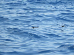 Oceanites oceanicus