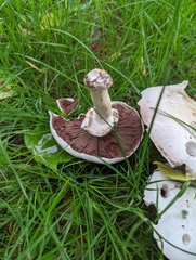 Agaricus arvensis