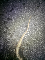 Masticophis flagellum flagellum