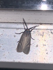 Pygarctia pterygostigma