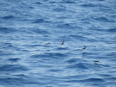 Oceanites oceanicus