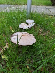 Agaricus arvensis