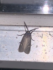 Pygarctia pterygostigma