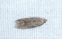 Teleiodes vulgella