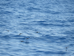 Oceanites oceanicus