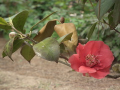 Phyllosticta camelliae