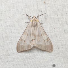 Dysschema amphissa