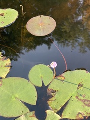 Utricularia purpurea