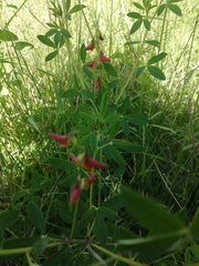 Crotalaria pumila