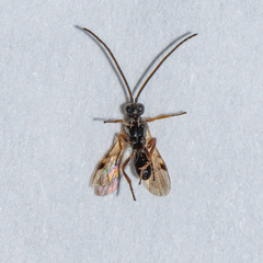 Microgastrinae