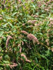 Persicaria hydropiperoides
