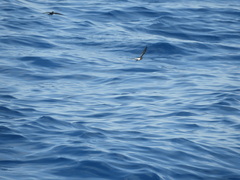 Oceanites oceanicus