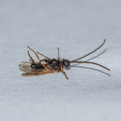 Microgastrinae