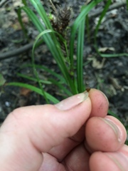 Carex lupulina