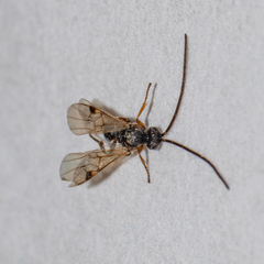 Microgastrinae