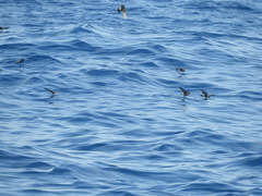Oceanites oceanicus